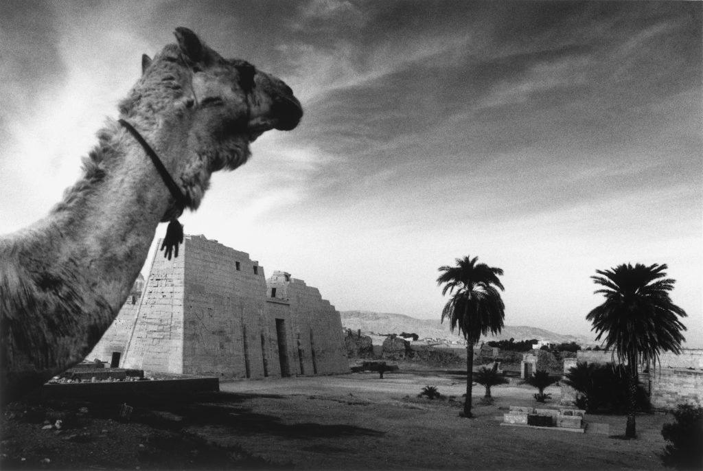 Medinet Habu Medium For Sedbergh