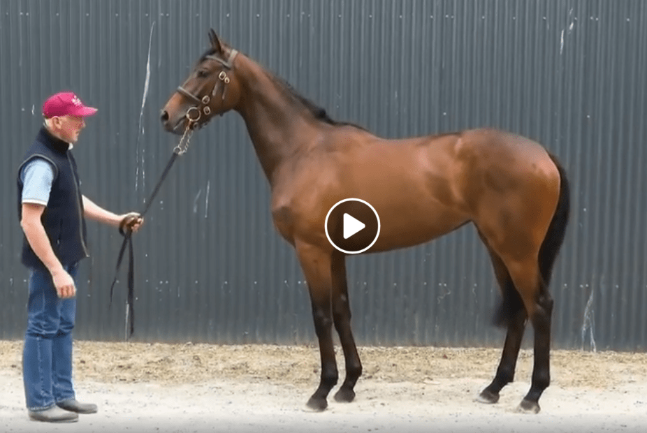 Thesedberghianracehorse